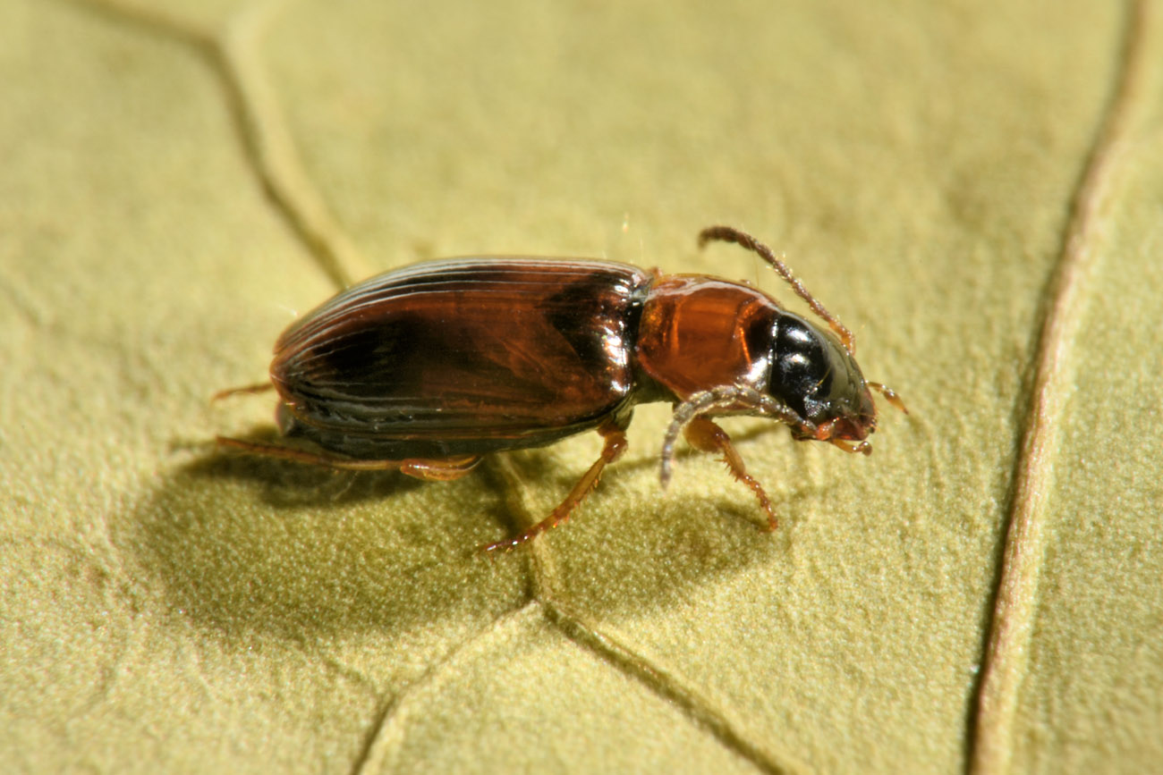 Carabidae: Acupalpus sp.?  S !  Acupalpus cfr. flavicollis